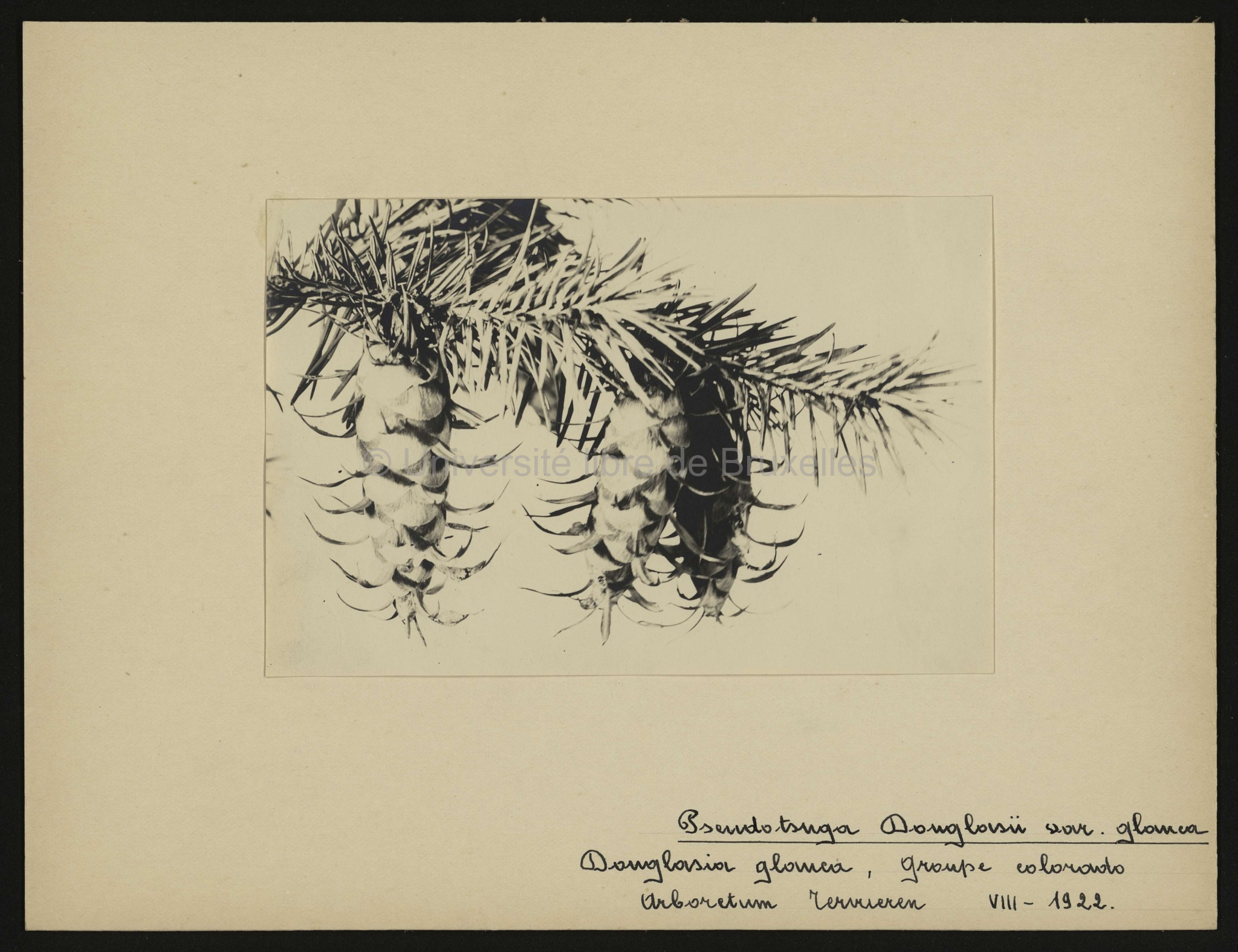 Pseudotsuga Douglasii var. glauca