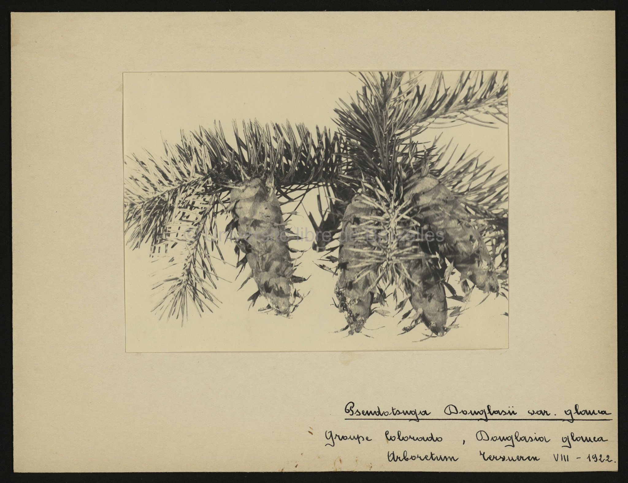 Pseudotsuga Douglasii var. glauca