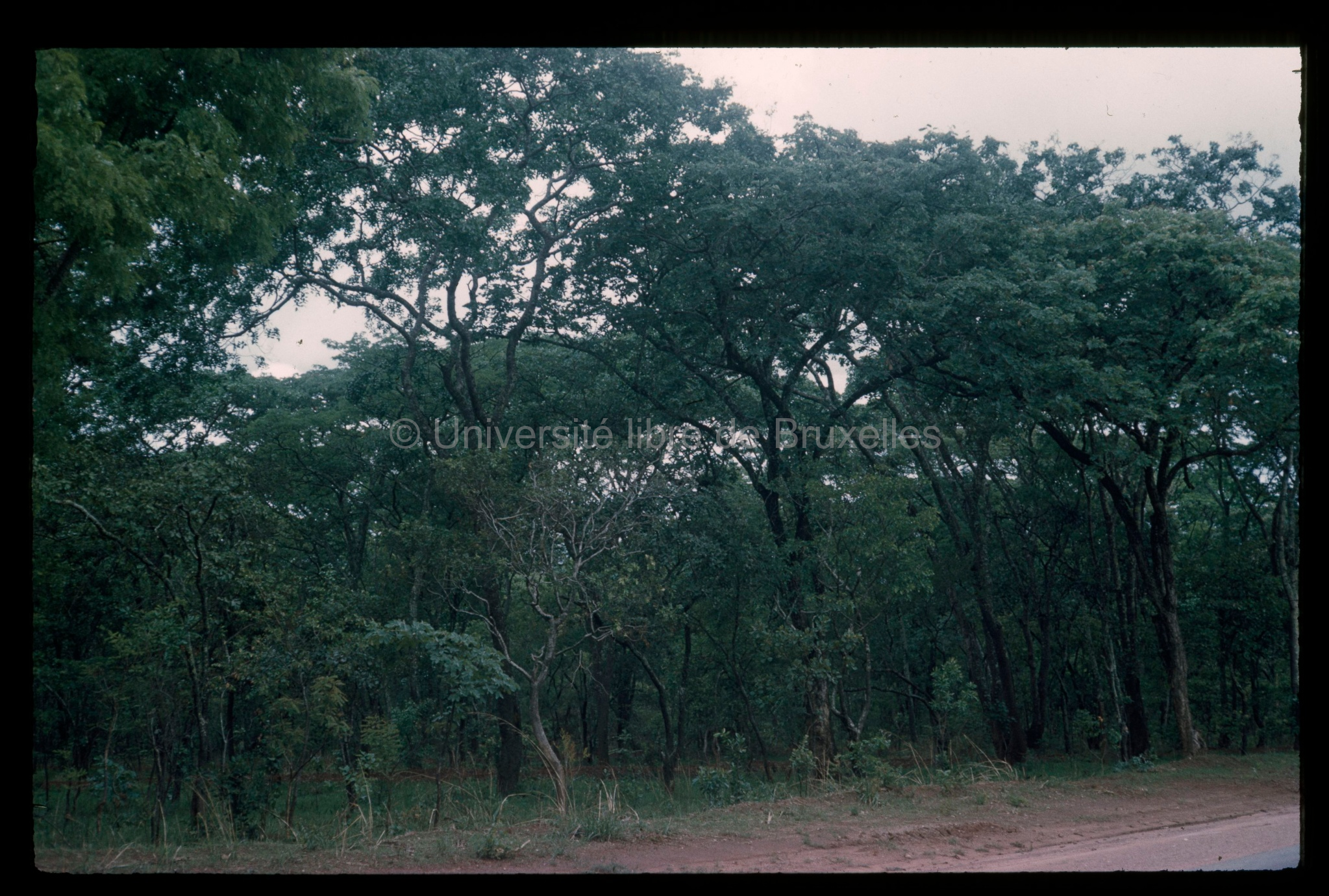 Ndola - Forêt claire