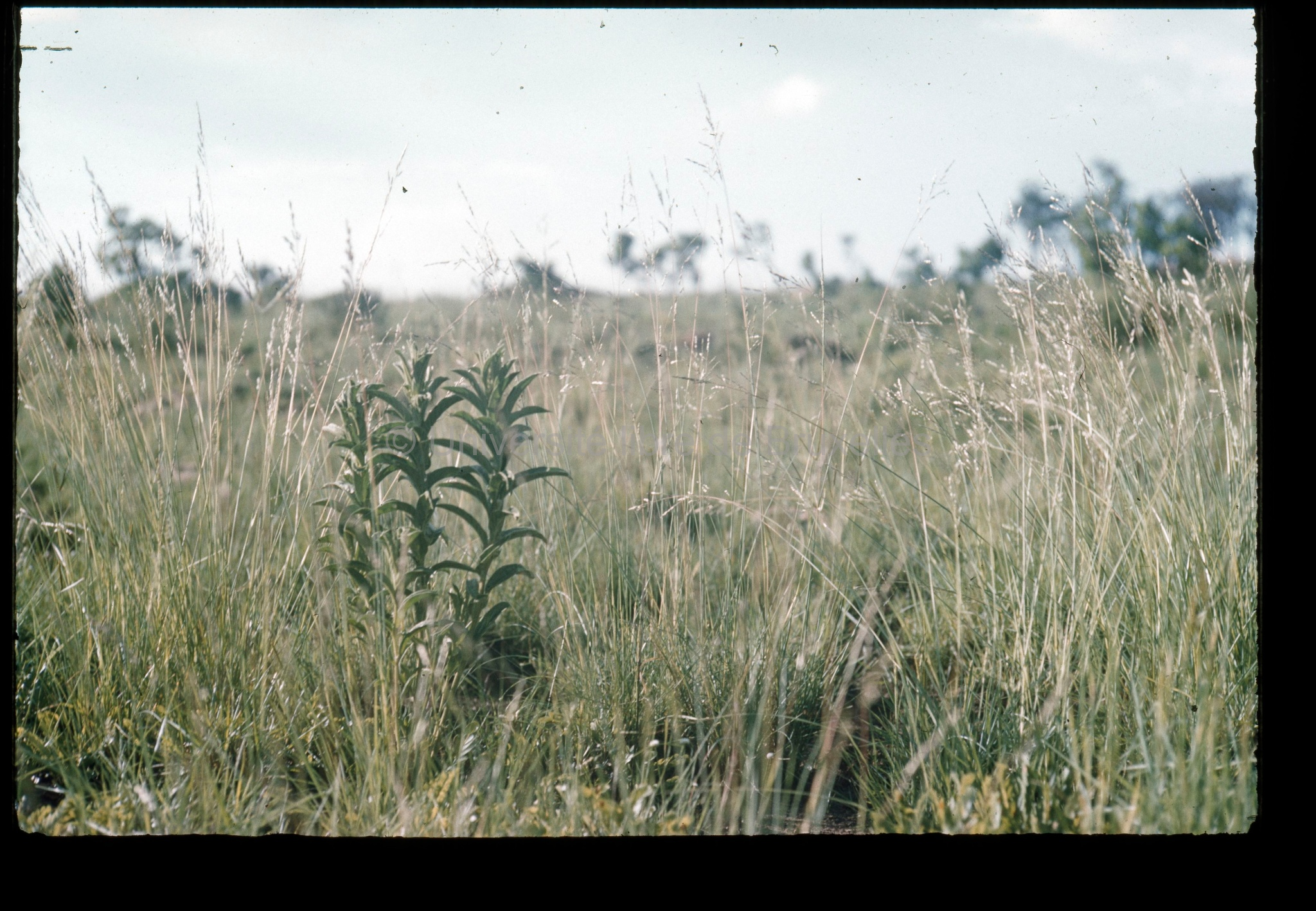 Kasonta N Digitaria elegans