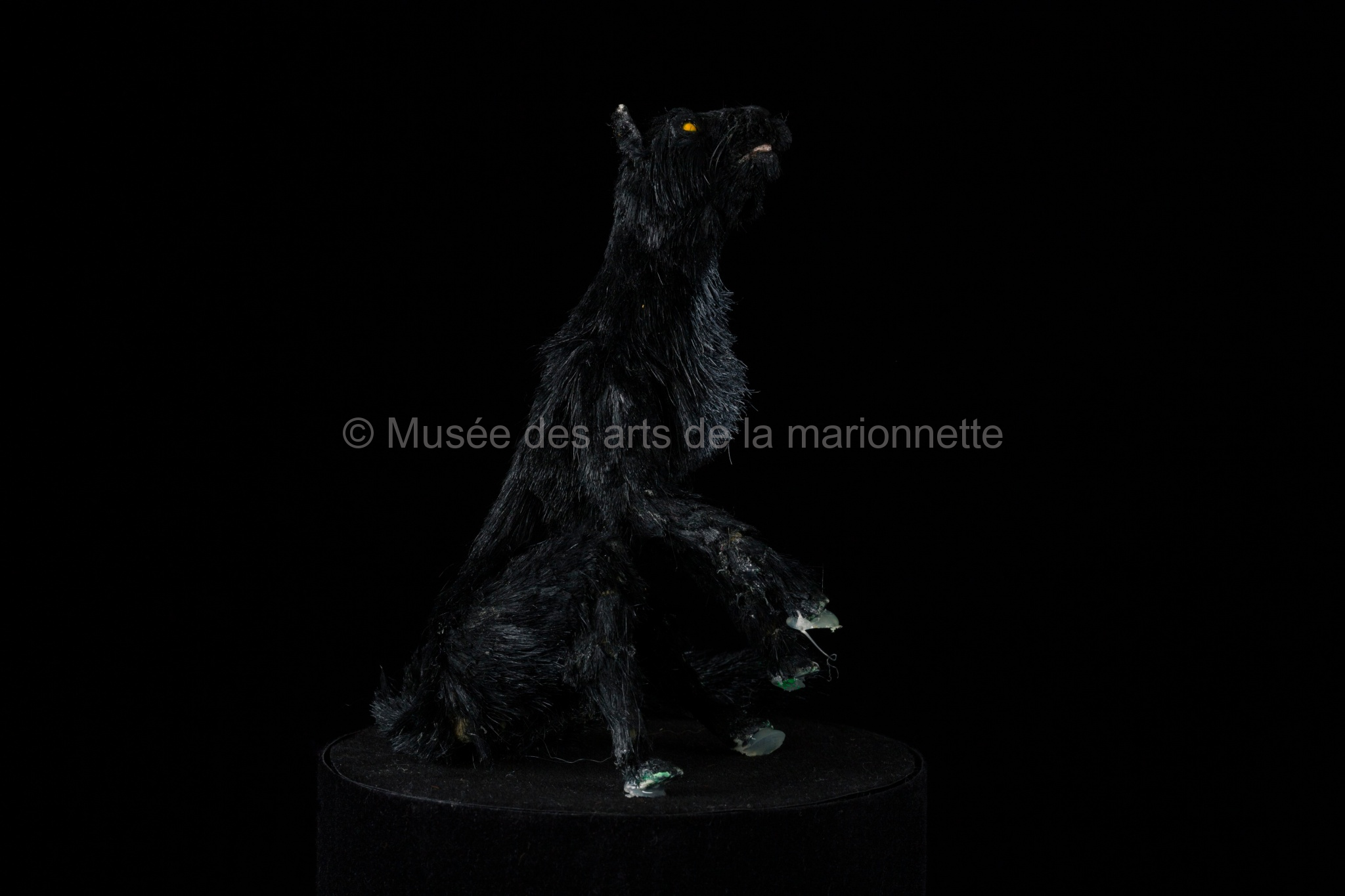 Un spectacle interrompu : un chat