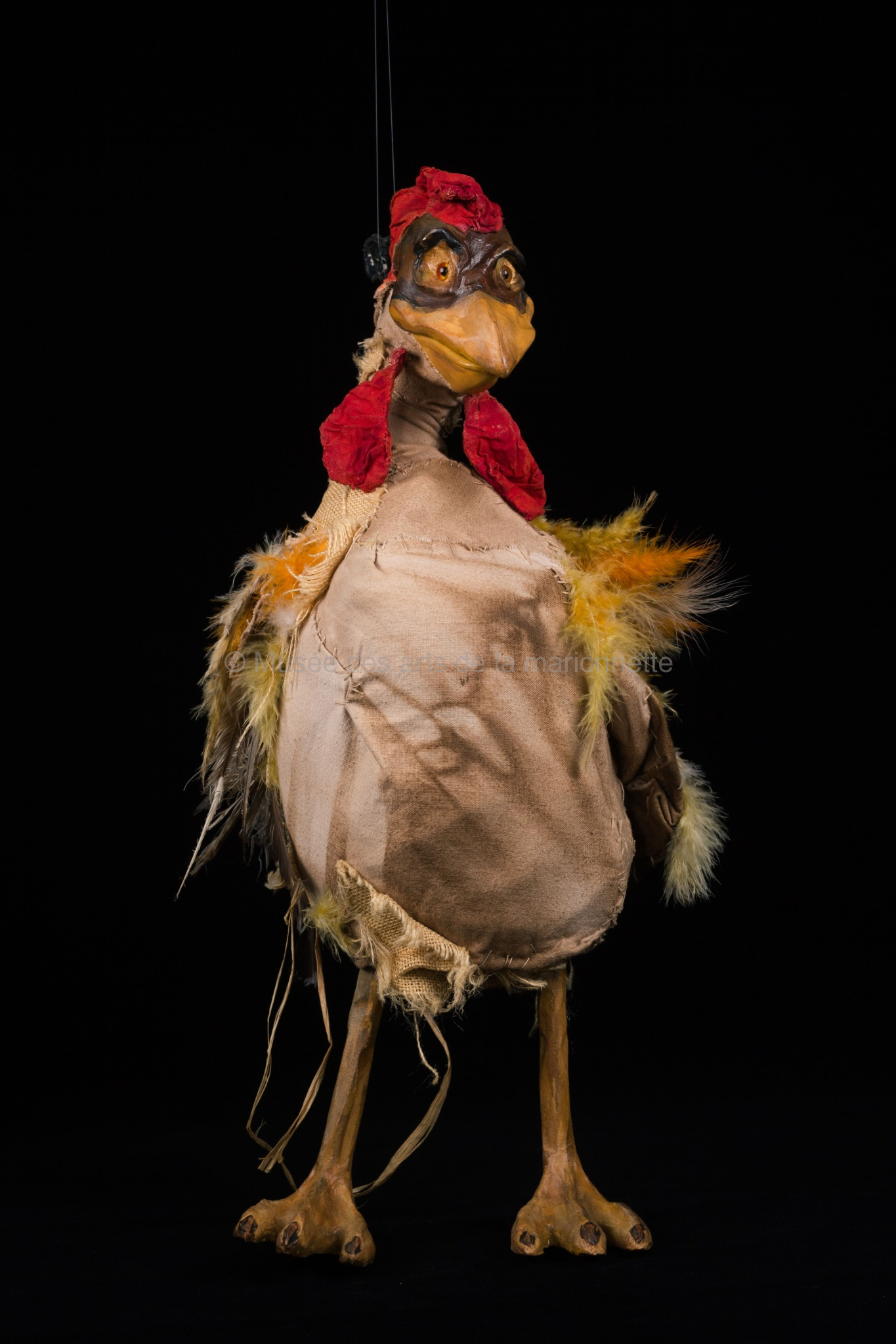 Un pays sans anniversaire : les poules