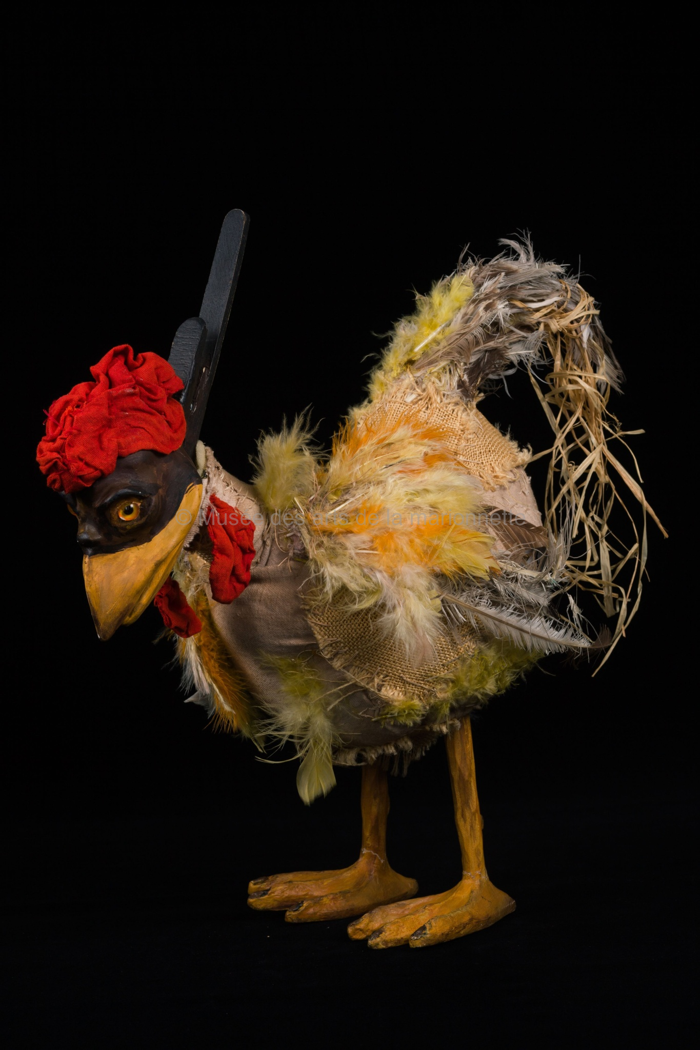 Un pays sans anniversaire : les poules