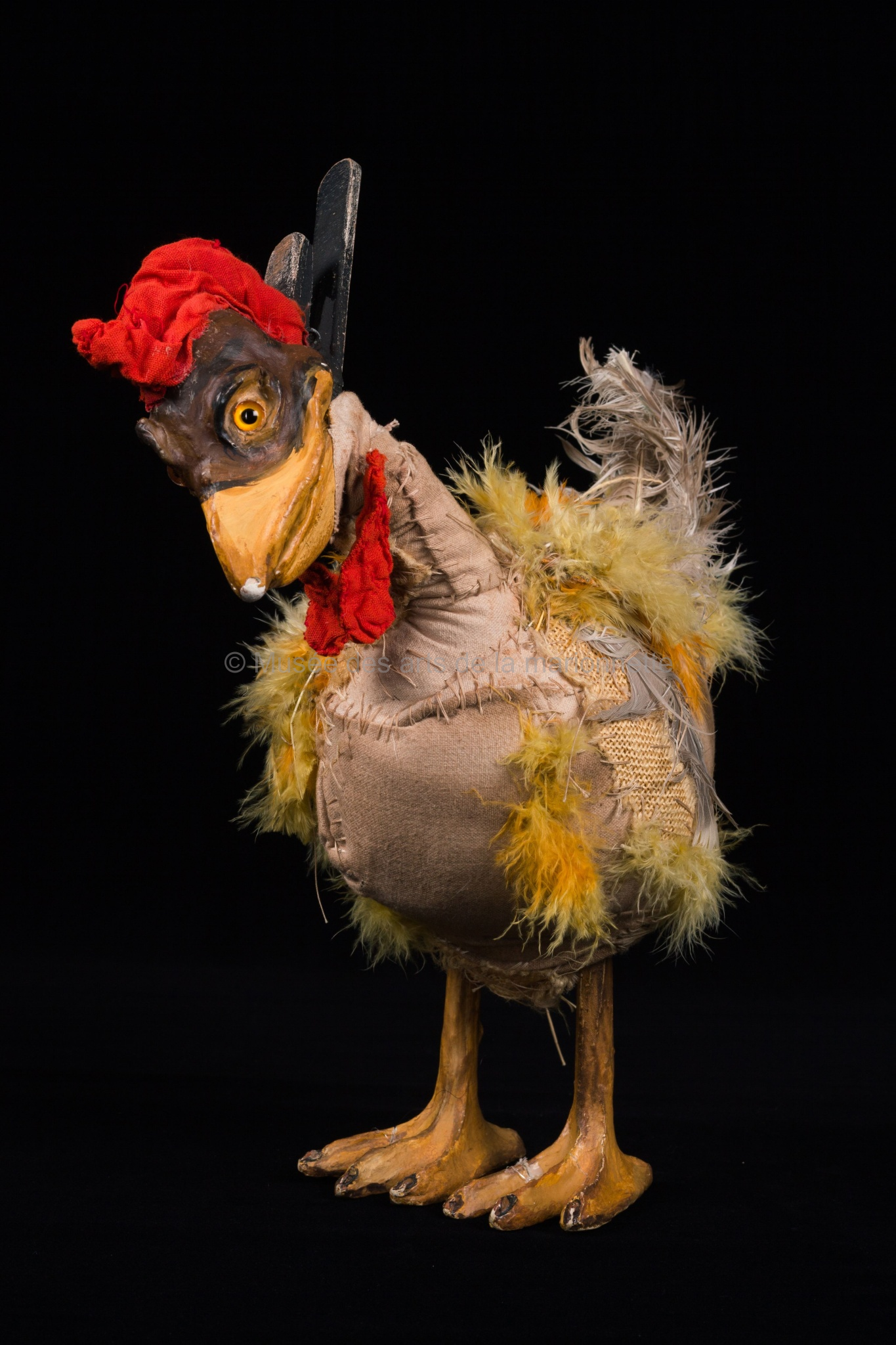 Un pays sans anniversaire : les poules