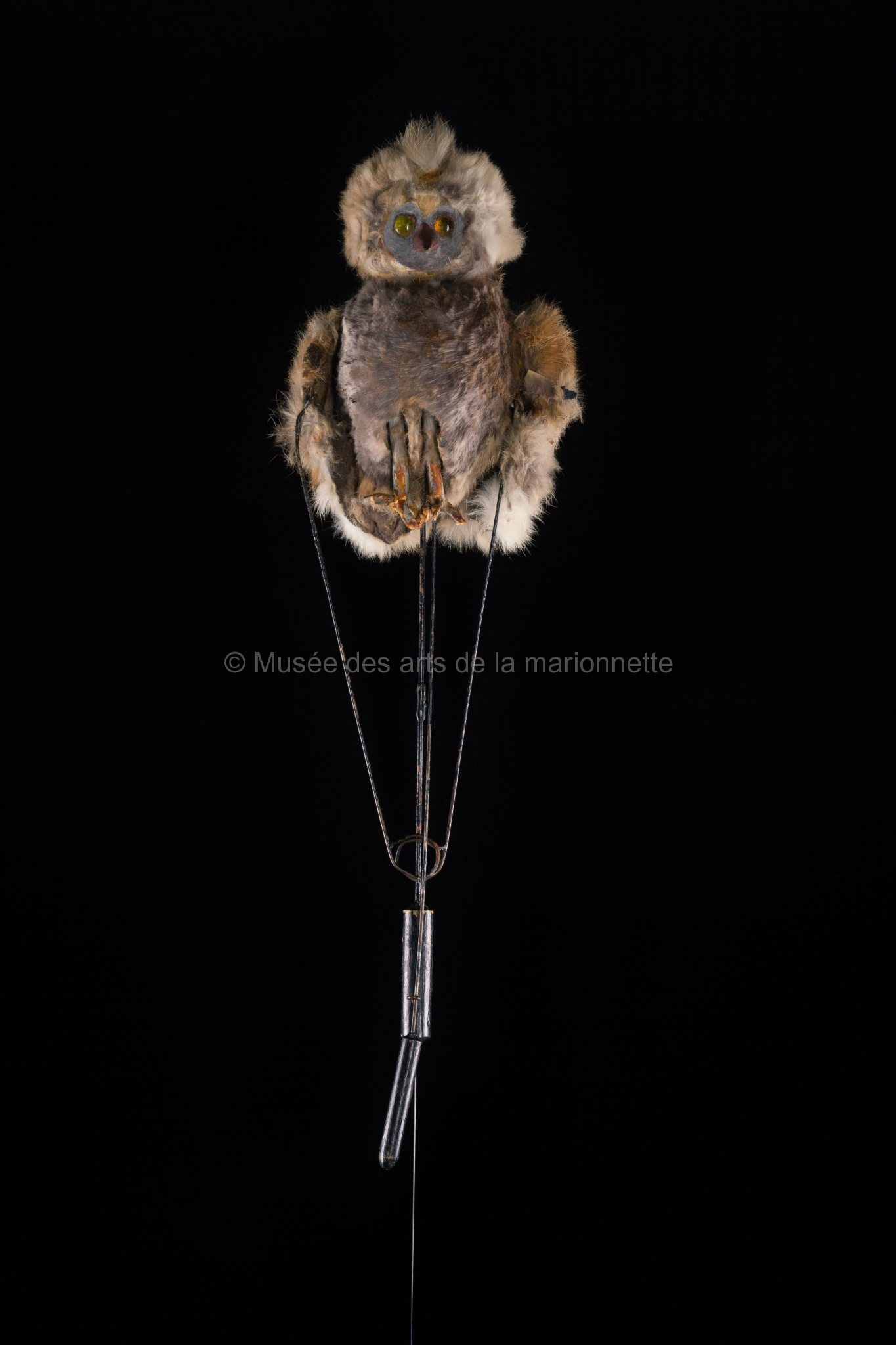 Petits cris et battements d'ailes : petit hibou